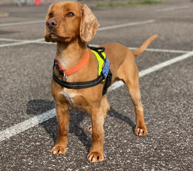 Revenue officers, with the assistance of detector dog Wilson, seized approximately 8,100 cigarettes and a small quantity of ‘roll your own’ tobacco. Photograph: Revenue Press Office
