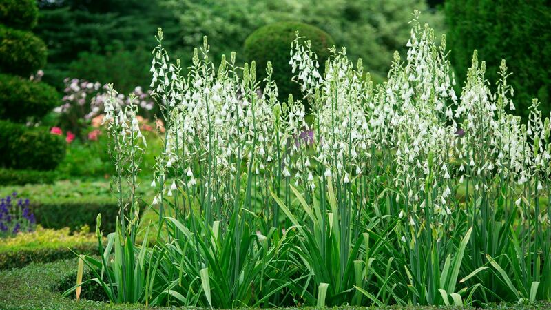 Galtonia whitish. Photograph: iStock