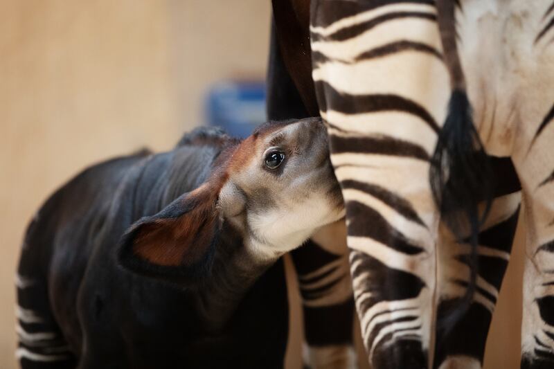 The baby is in excellent health, and he has been growing steadily in the past month. Photograph: Patrick Bolger
