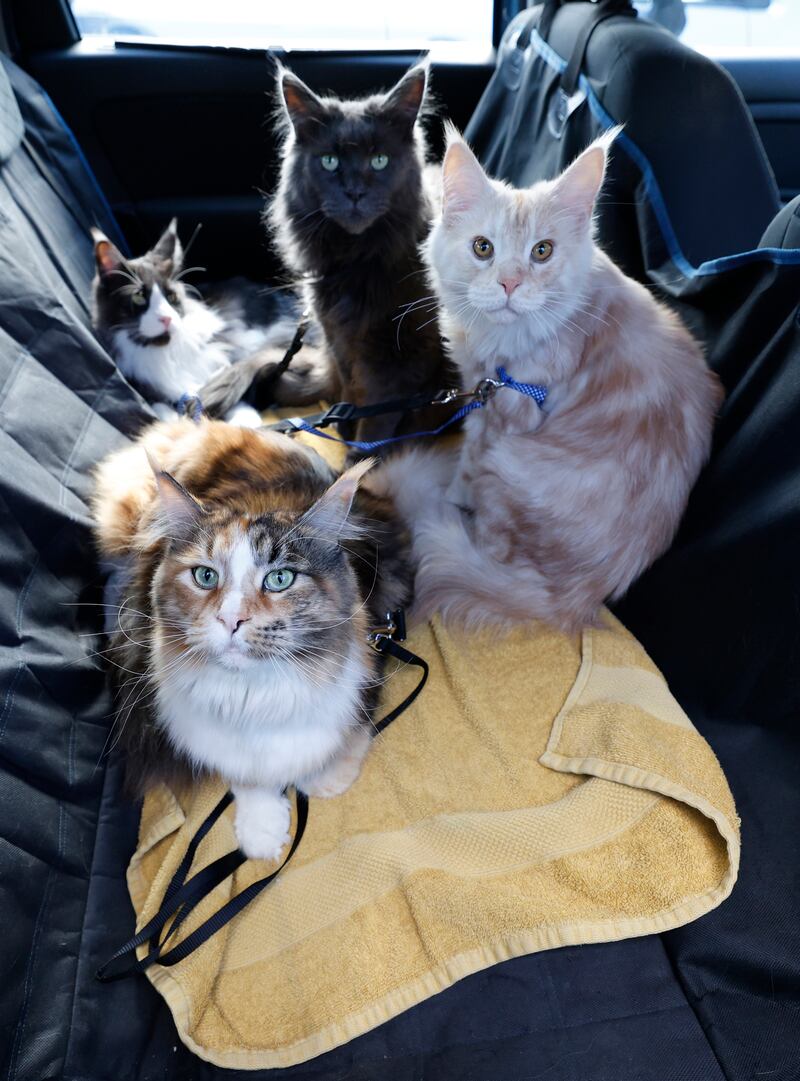 The cats ahead of their aqua session