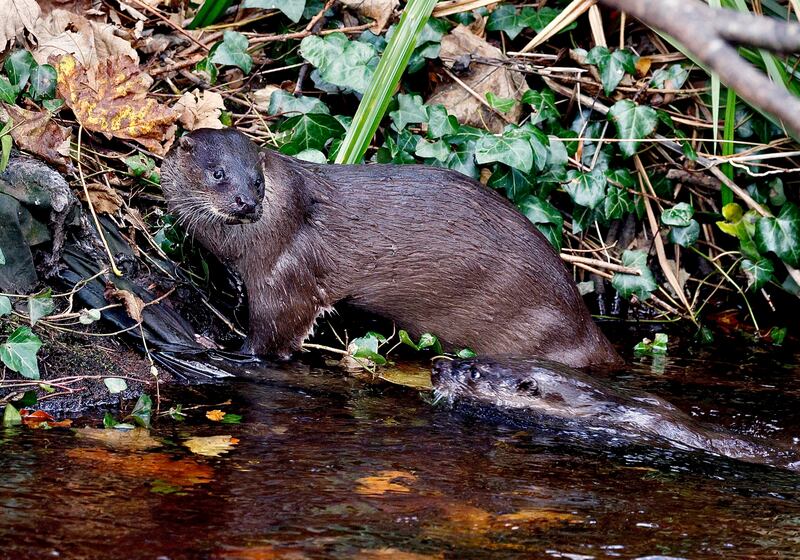A pair of otters on the banks of the river Dodder. Photograph: Declan Tarpey