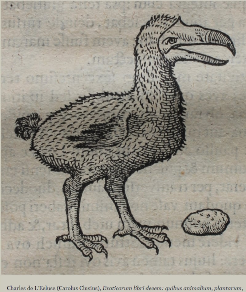 A depiction of the dodo from a 1605 book published in Amsterdam