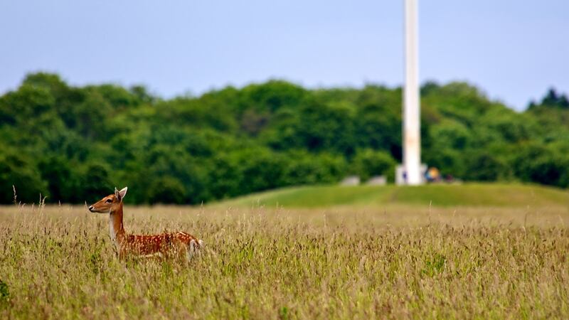 The Phoenix Park in Dublin has lots of outdoor attractions to offer