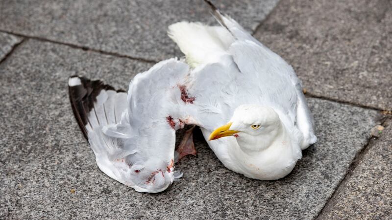 The seagull’swing wa s injured after getting caught in a lamppost. Photograph: Tom Honan for The Irish Times.
