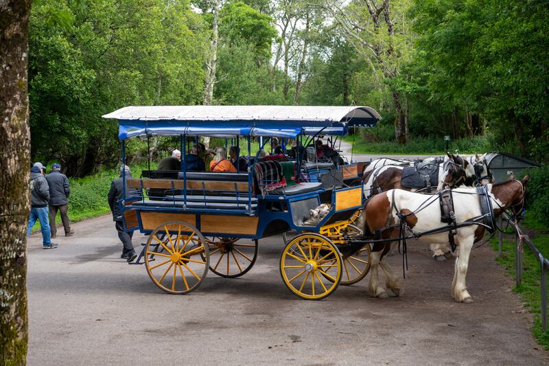 Jaunting cars in Killarney National Park, the trees 'in their emerald summer beauty'. Photograph: Domnick Walsh/Eye Focus