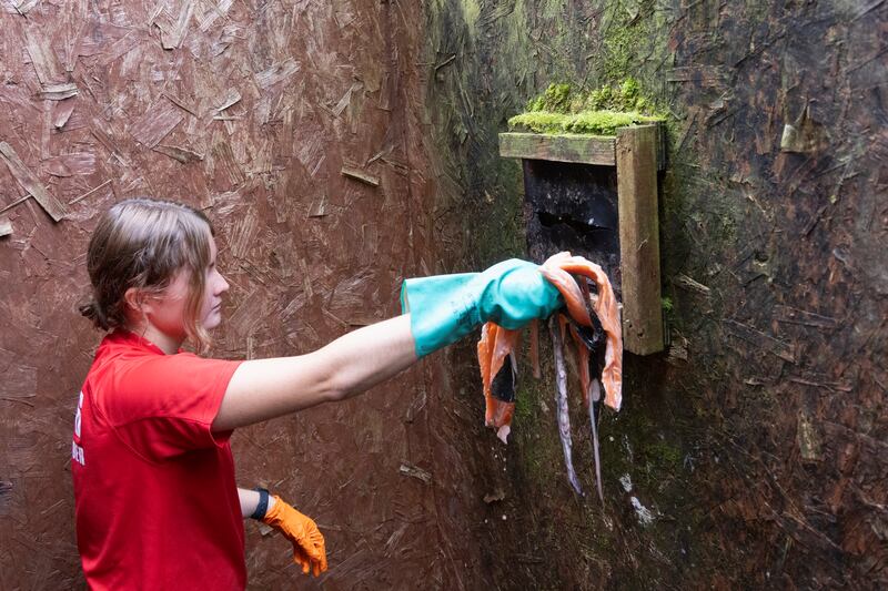 University of Exeter student Eve Franks feeds white-tailed sea eagles fish at a site in Kerry through a feeding hole in the door, so the birds don’t interact with humans. Photograph: Chris Maddaloni
