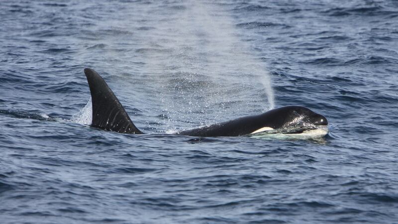 One of a pair of killer whales spotted off Skellig Michael, Co.Kerry. Photograph: Padraig Whooley, Irish Whale and Dolphin Group