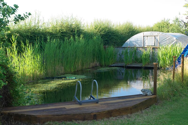 The edges of the pool are blurred by the generous swathes of native reeds, rushes and flag irises that grow in the two separate regeneration and filtration zones. Photograph: Richard Johnston