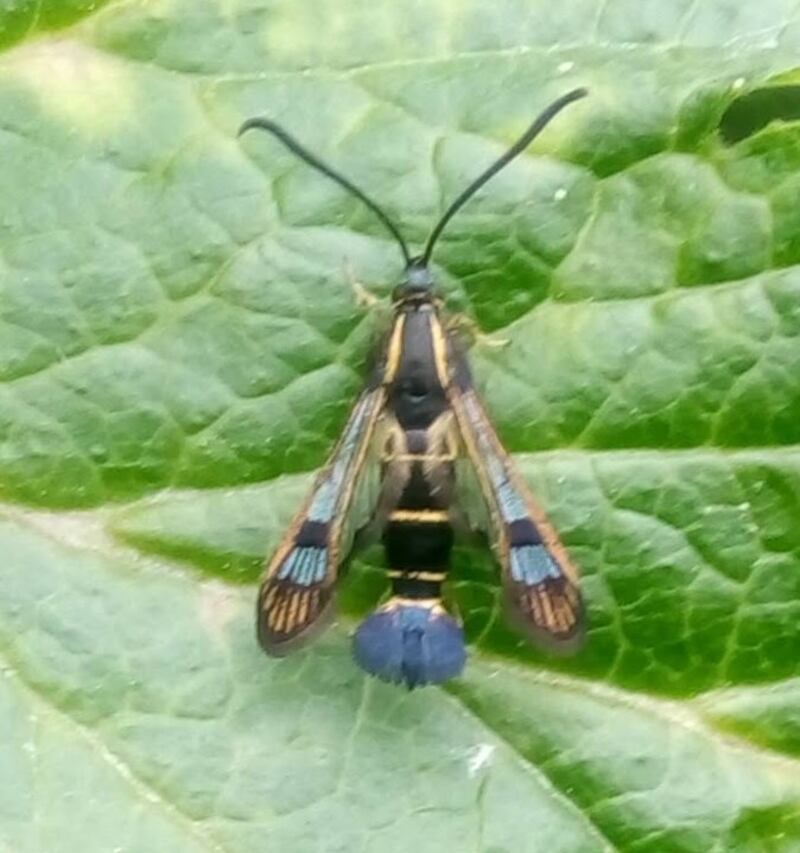 The day-flying currant clearwing moth
