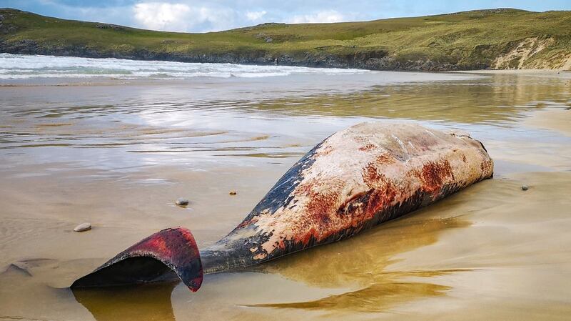 One of the beached whales at Trá Mór beach at Dunfanaghey in Donegal. Photograph: Joe Boland
