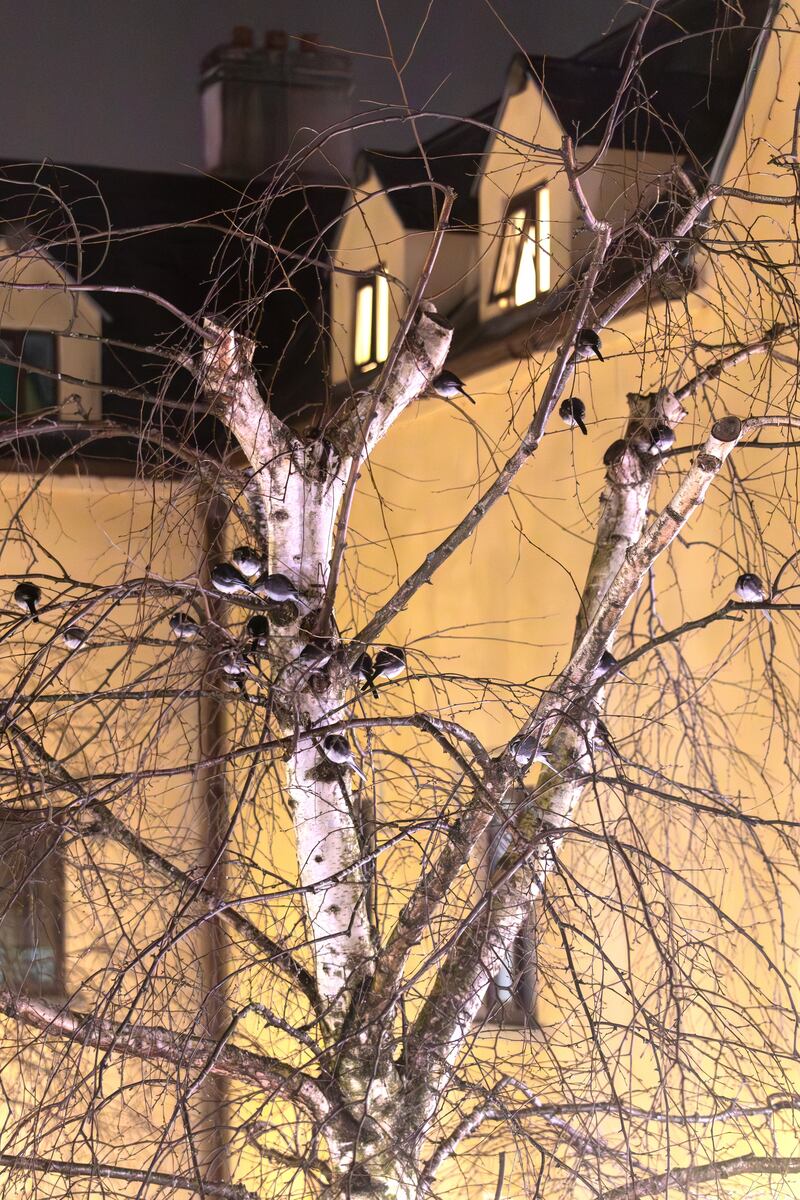 Pied wagtails. Photograph supplied by Ronan Swift