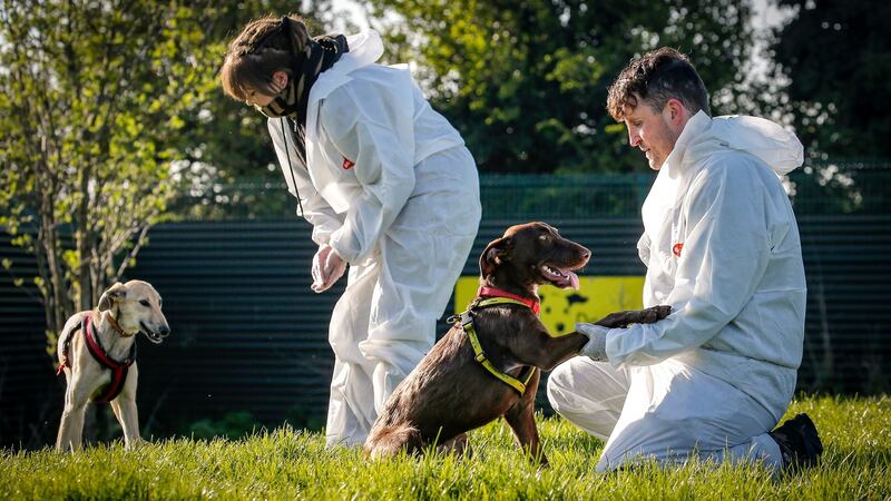 Christine Hurney and John Quinn of the Dogs Trust exercise lurchers Buster and Cara at the charity’s Finglas Rehoming Centre. Photograph: Crispin Rodwell/ The Irish Times