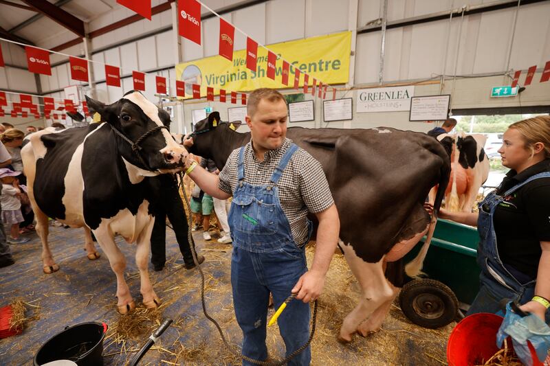 Preparing dairy cows for the Bailey’s Dairy Cow Competition at the Virginia Show. Photograph: Alan Betson/The Irish Times

